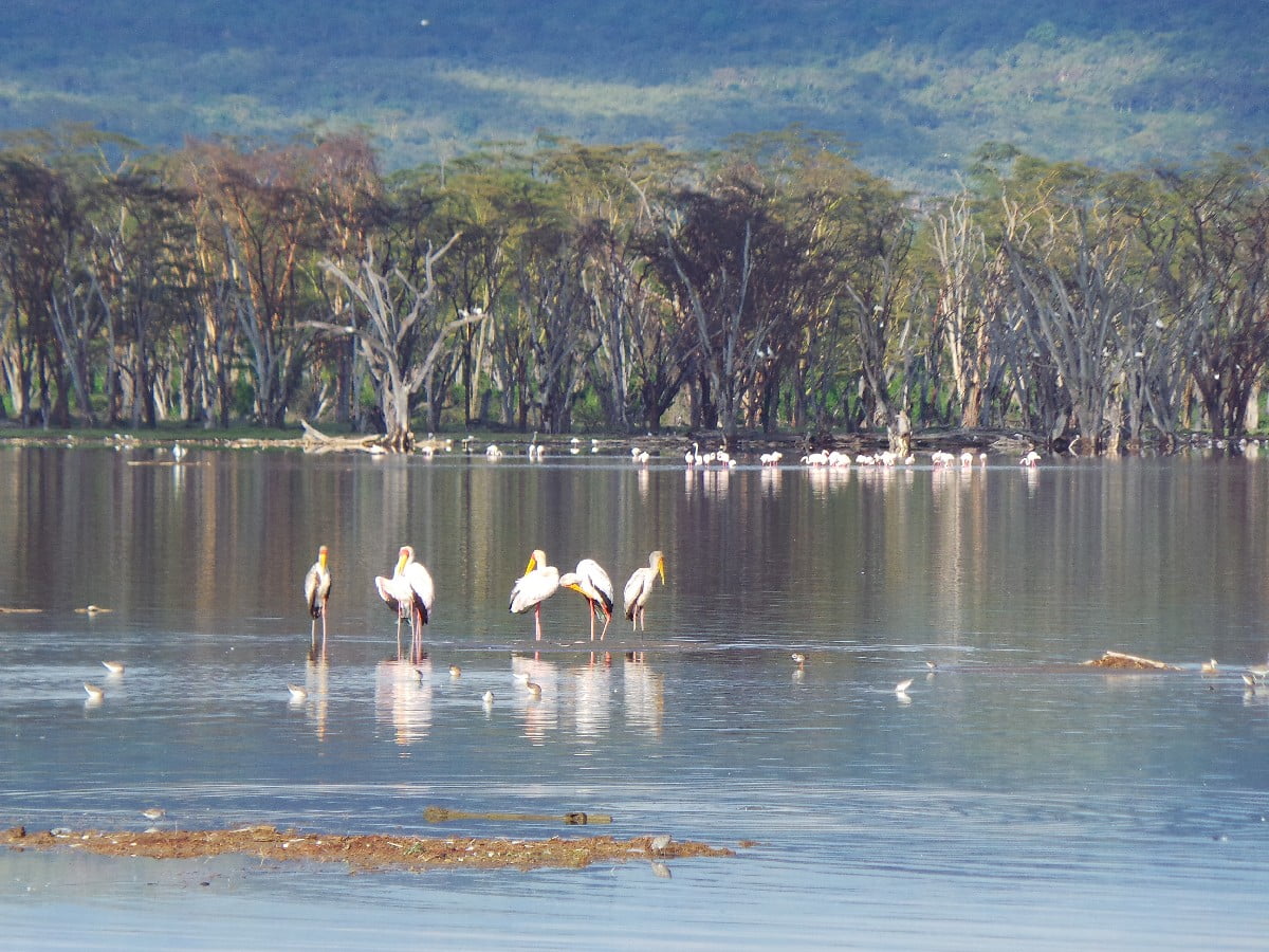 Nakuru Gölü