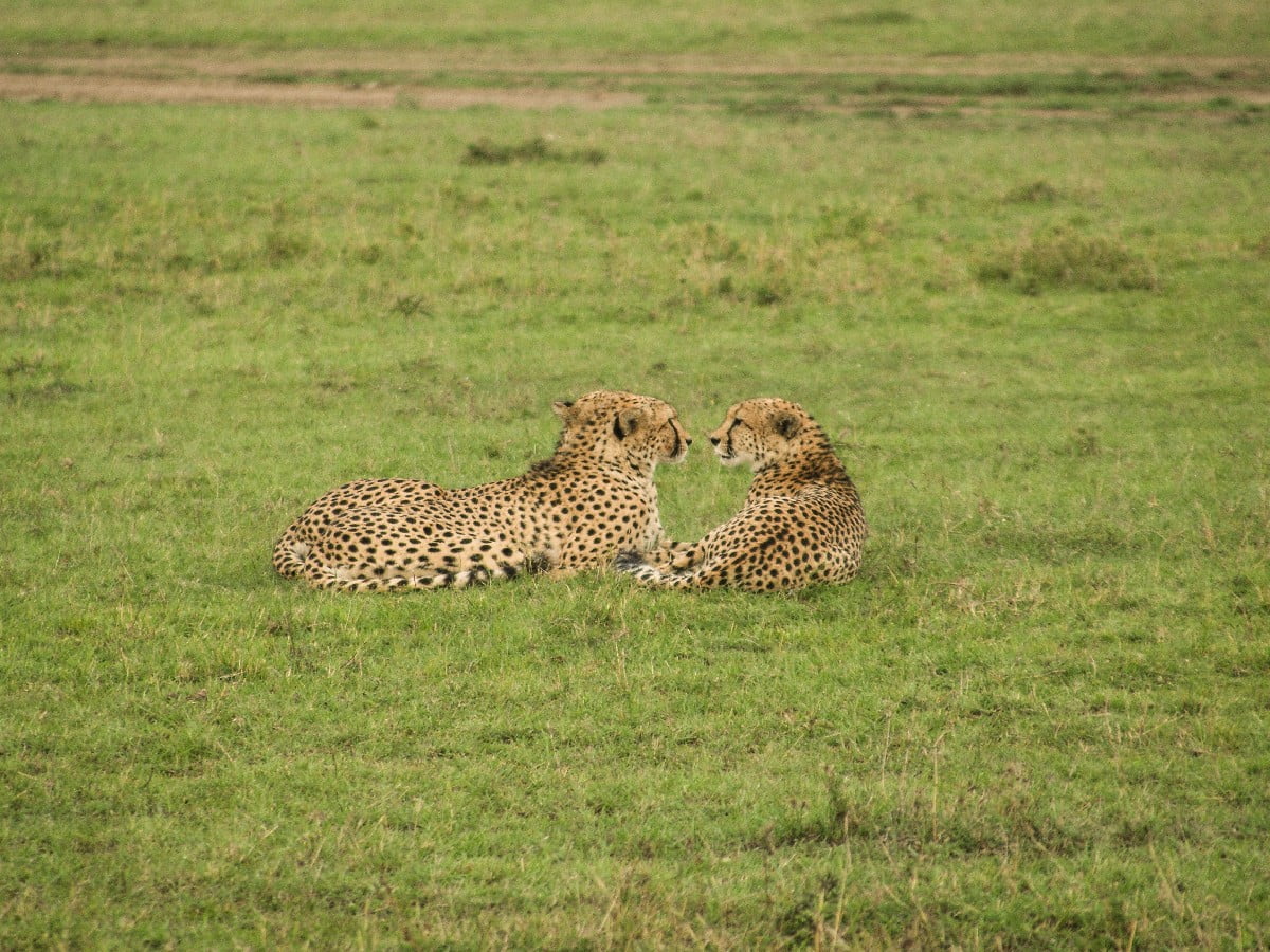 Kenya'da safari zamanı