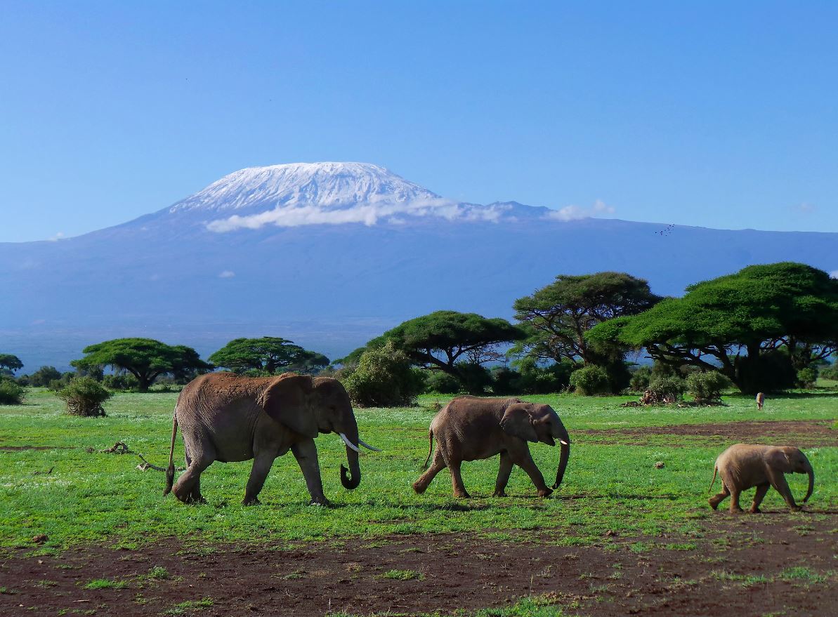 Kilimanjaro Dağı