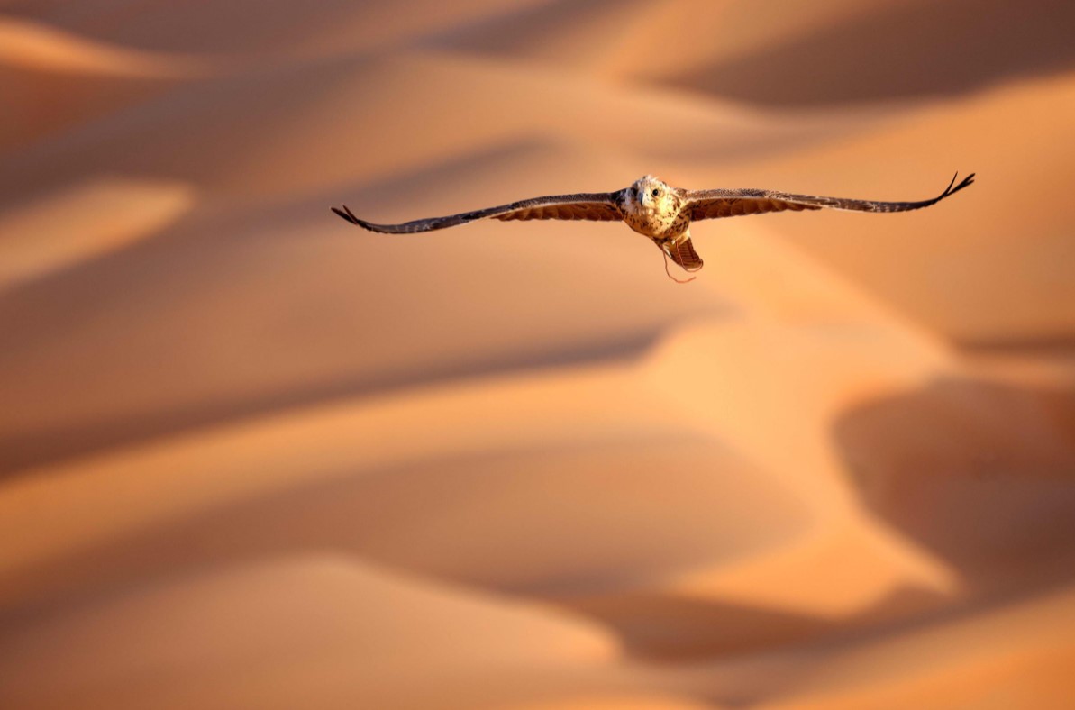 Gökyüzünün efendileri